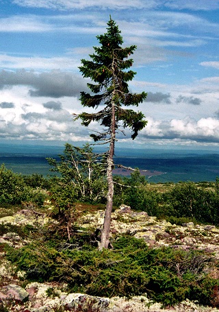 800px-Old-Tjikko-2011-07-19-001.jpg